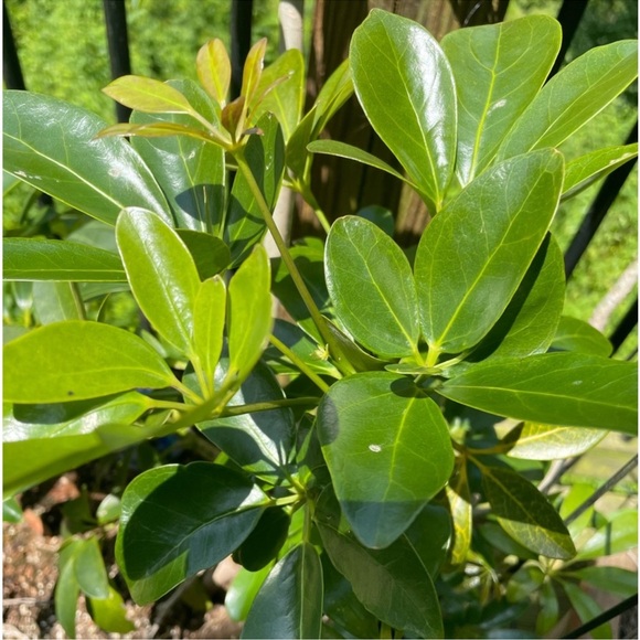 Sz 26 TRUE RELIGION CAMO PANTS - Picture 5 of 5